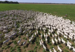 Com 2º maior rebanho bovino do Brasil, Pará vai identificar 100% dos animais