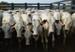 Mudança no comportamento de compra derruba preços do boi gordo; veja cotações